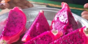 Red Dragon Fruit