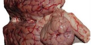 Frozen Buffalo Offals