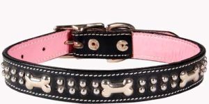 Dog Collars