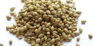 Coriander Seed