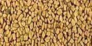 Fenugreek Seed
