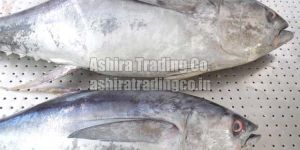 Frozen Skipjack Fish