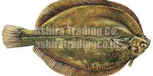 Frozen Sole Fish