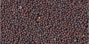 Mustard Seeds