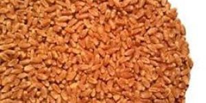 Wheat Seeds