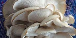 Fresh Oyster Mushroom
