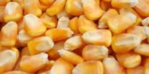 Corn