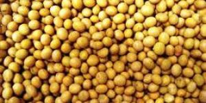 Soybean Seeds