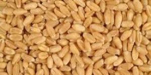 Wheat Seeds