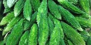 Fresh Bitter Gourd