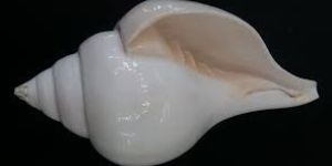 White Shankh