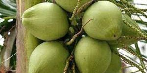Tender Coconuts
