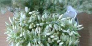 White Jasmine Flowers