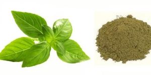 Tulsi Powder (basil Leaves Powder/ Ocimum Sanctum)
