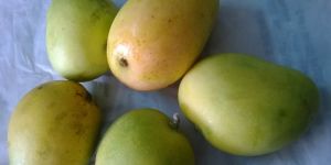 Alphonso Mango