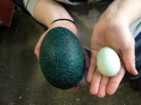 Emu Egg