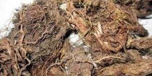 Spikenard (Jatamansi)