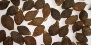 Sterculia Lychnophora (Niranjan Phal)