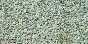 Trachyspermum Ammi (Ajwain)