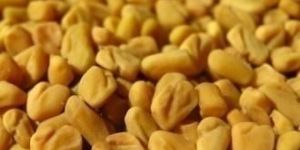 Trigonella Foenum Graecum (Methi)