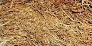 Vetiveria Zizanioides Nash (Sugandhi Valo)