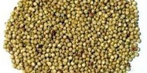 Jowar Seeds