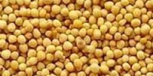 Mustard Seeds