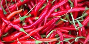 Fresh Red Chilli