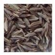 Cumin Seed