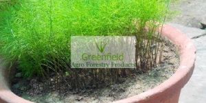 Shatavari Plant ( Asparagus Racemosus )