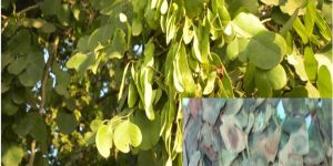 Shisham Tree Seeds ( Dalbergia Latifolia )