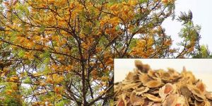 Silver Oak Ornamental Tree Seeds ( Grevillea Robusta )