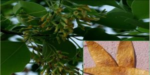 Sissoo Tree Seeds ( Dalbergia Sissoo)