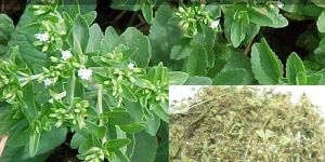 Medicinal Seeds ( Stevia Rebaudiana )