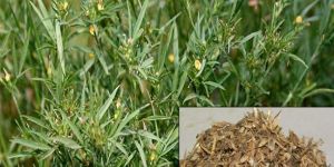 Stylo Hamata Grass Seeds