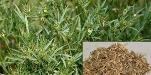 Stylo Hamata Grass Seeds ( Stylosanthes Hamata )