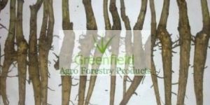 Teak Root Shoot ( Tactona Grandis)