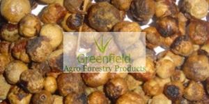 Untreated Teak Seeds ( Tectona Grandis )