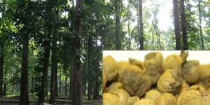 Untreated Teak Tree Seeds ( Tectona Grandis )