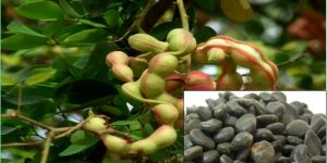 Vilayati Imli Fruit Seeds ( Pithecellobium Dulce )