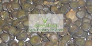 White Khair Seeds (Acacia Catechu)