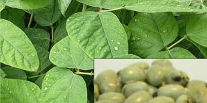 White Kinvach Medicinal Seeds ( Mucuna Prurita )