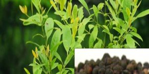 White Sandal Tree Seeds ( Santalum Album )