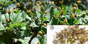 Yellow Akarkara Medicinal Seeds ( Acmella Oleracea )