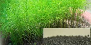 Yellow Shatavari Medicinal Seeds ( Asparagus Racemosus )