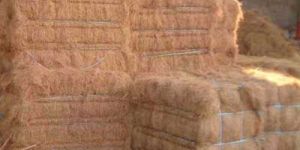Coir Fiber