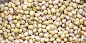 Soyabean