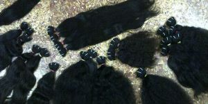 Indian Hair