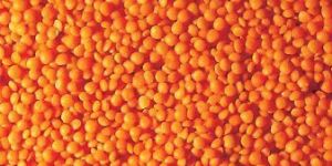 Red Football Lentils