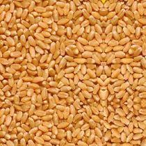 Wheat Seeds